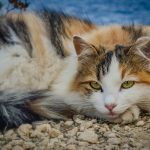 Nourrir les chats errants : Que dit la Loi et comment agir responsablement ?